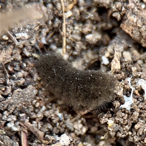 Lepidoptera unclassified IMMATURE at Kaleen, ACT - Yesterday by Hejor1