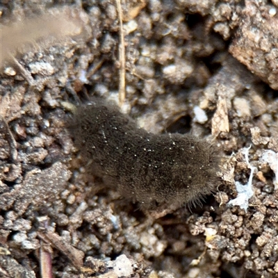 Lepidoptera unclassified IMMATURE at Kaleen, ACT - 14 Nov 2025 by Hejor1