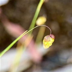 Briza maxima (Quaking Grass, Blowfly Grass) at Kaleen, ACT - 14 Nov 2025 by Hejor1