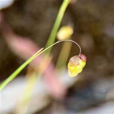 Briza maxima (Quaking Grass, Blowfly Grass) at Kaleen, ACT - 14 Nov 2025 by Hejor1
