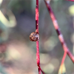Eucalyptus insect gall at Crace, ACT - 14 Nov 2025 by Hejor1
