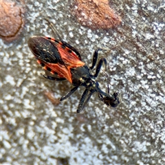 Catasphactes sp. (genus) (An assassin bug) at Kaleen, ACT - 14 Nov 2025 by Hejor1
