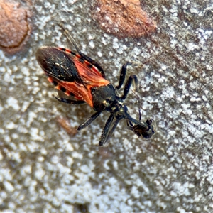 Reduviidae (family) at Kaleen, ACT - 14 Nov 2025 by Hejor1