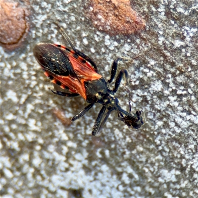 Catasphactes sp. (genus) (An assassin bug) at Kaleen, ACT - 14 Nov 2025 by Hejor1