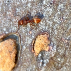 Formicidae (family) (Unidentified ant) at Kaleen, ACT - 14 Nov 2025 by Hejor1