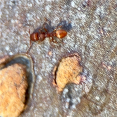 Formicidae (family) (Unidentified ant) at Kaleen, ACT - 14 Nov 2025 by Hejor1