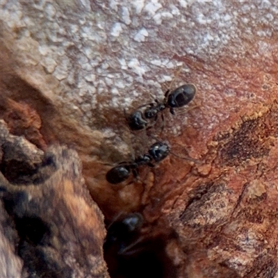 Anonychomyrma sp. (genus) (Black Cocktail Ant) at Kaleen, ACT - 14 Nov 2025 by Hejor1