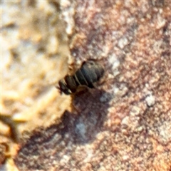 Ephydridae (family) at Kaleen, ACT - 14 Nov 2025 by Hejor1