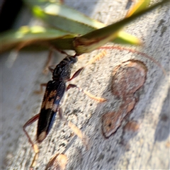 Phoracantha semipunctata at Kaleen, ACT - 14 Nov 2025 by Hejor1