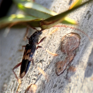 Phoracantha semipunctata at Kaleen, ACT - 14 Nov 2025 by Hejor1