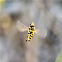 Simosyrphus grandicornis at Kaleen, ACT - 14 Nov 2025 by Hejor1