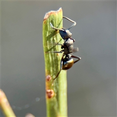 Polyrhachis sp. (genus) (A spiny ant) at Kaleen, ACT - 14 Nov 2025 by Hejor1