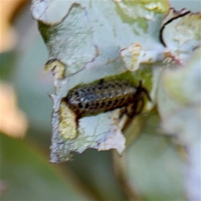 Oxyops sp. (genus) at Kaleen, ACT - 14 Nov 2025 by Hejor1