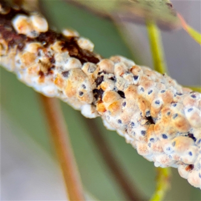 Eriococcus confusus at Kaleen, ACT - 14 Nov 2025 by Hejor1