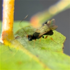 Apocrita (suborder) at Kaleen, ACT - 14 Nov 2025 by Hejor1