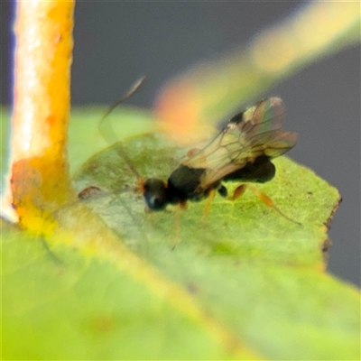 Apocrita (suborder) at Kaleen, ACT - 14 Nov 2025 by Hejor1