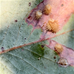 Psyllidae sp. (family) at Kaleen, ACT - 14 Nov 2025 by Hejor1