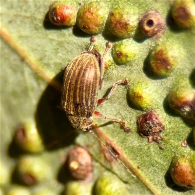 Edusella lineata at Kaleen, ACT - 14 Nov 2025 by Hejor1