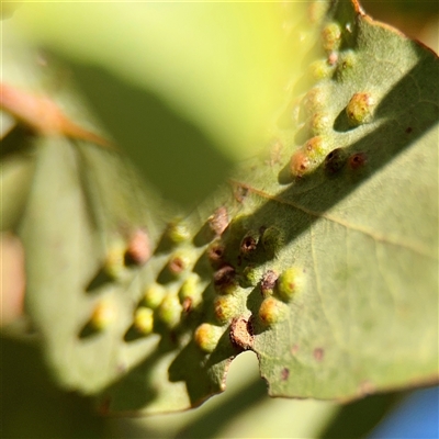 Ophelimus maskellii at Kaleen, ACT - 14 Nov 2025 by Hejor1