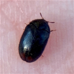 Dermestes sp. (genus) at Kaleen, ACT - 14 Nov 2025 by Hejor1