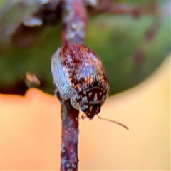 Paropsisterna m-fuscum at Kaleen, ACT - 14 Nov 2025 by Hejor1