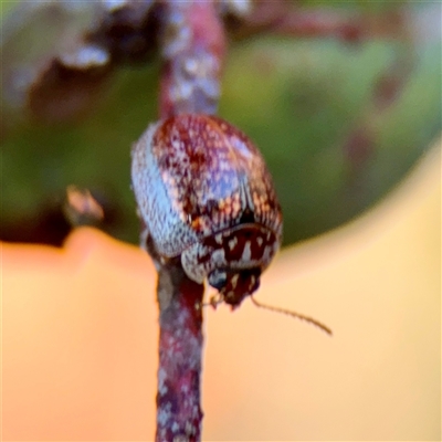 Paropsisterna m-fuscum at Kaleen, ACT - 14 Nov 2025 by Hejor1