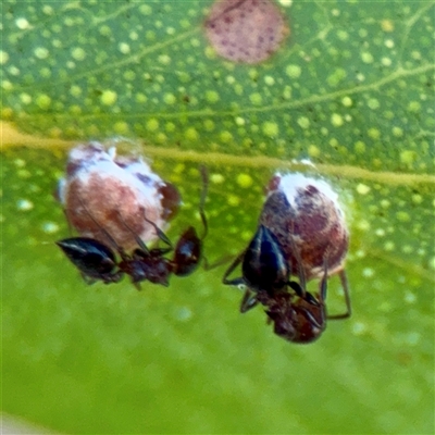 Crematogaster sp. (genus) (Acrobat ant, Cocktail ant) at Kaleen, ACT - 14 Nov 2025 by Hejor1