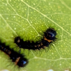 Opodiphthera eucalypti (Emperor Gum Moth) at Kaleen, ACT - 14 Nov 2025 by Hejor1