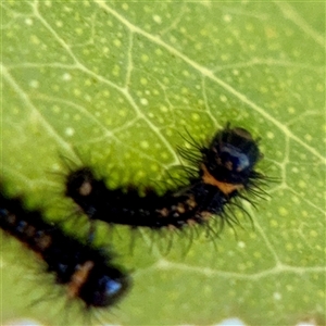 Opodiphthera eucalypti (Emperor Gum Moth) at Kaleen, ACT - Yesterday by Hejor1