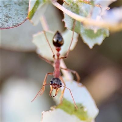Myrmecia nigriceps (Black-headed bull ant) at Crace, ACT - 14 Nov 2025 by Hejor1