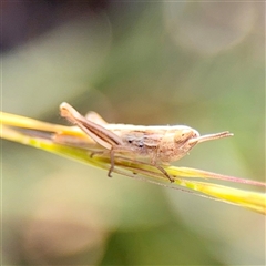 Macrotona sp. (genus) (Macrotona grasshopper) at Kaleen, ACT - 14 Nov 2025 by Hejor1