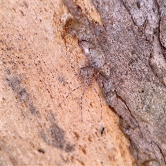 Tamopsis sp. (genus) (Two-tailed spider) at Kaleen, ACT - 14 Nov 2025 by Hejor1