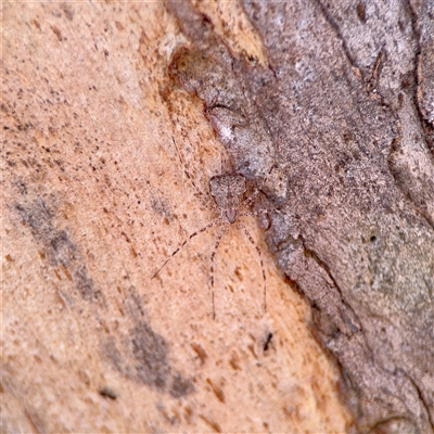 Tamopsis sp. (genus) (Two-tailed spider) at Kaleen, ACT - 14 Nov 2025 by Hejor1