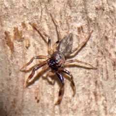 Arasia mollicoma at Kaleen, ACT - 14 Nov 2025 by Hejor1