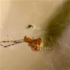 Theridiidae (family) at Kaleen, ACT - 14 Nov 2025 by Hejor1