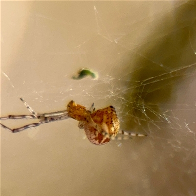 Theridiidae (family) at Kaleen, ACT - 14 Nov 2025 by Hejor1