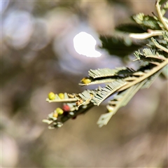 Austroacacidiplosis botrycephalae at Kaleen, ACT - 14 Nov 2025 by Hejor1