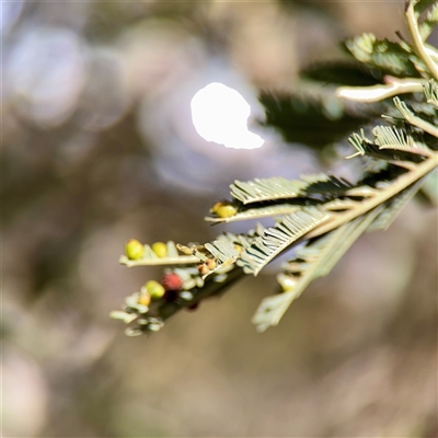 Austroacacidiplosis botrycephalae at Kaleen, ACT - 14 Nov 2025 by Hejor1