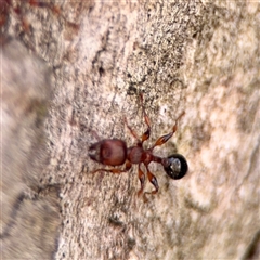 Podomyrma gratiosa (Muscleman tree ant) at Crace, ACT - 14 Nov 2025 by Hejor1