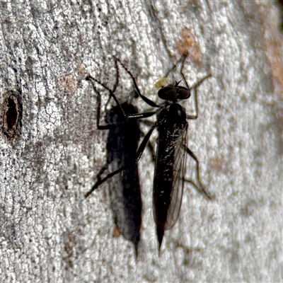 Cerdistus sp. (genus) (Slender Robber Fly) at Kaleen, ACT - 14 Nov 2025 by Hejor1