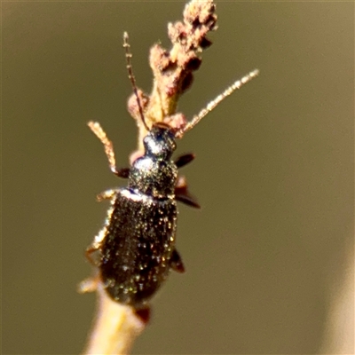 Tenebrionidae (family) at Kaleen, ACT - 14 Nov 2025 by Hejor1