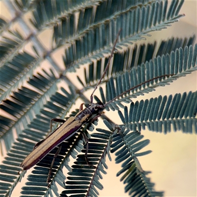 Uracanthus sp. (genus) at Crace, ACT - 14 Nov 2025 by Hejor1