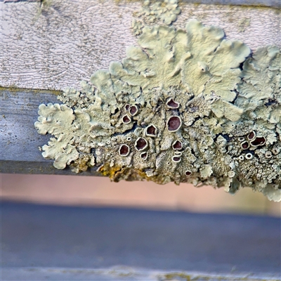 Flavoparmelia sp. at Crace, ACT - 14 Nov 2025 by Hejor1