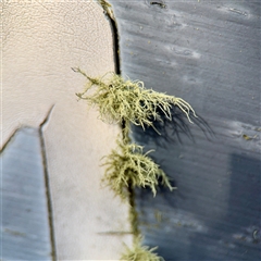Usnea sp. (genus) (Bearded lichen) at Crace, ACT - 14 Nov 2025 by Hejor1