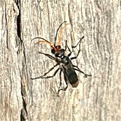 Callibracon sp. (genus) at Crace, ACT - 14 Nov 2025 by Hejor1