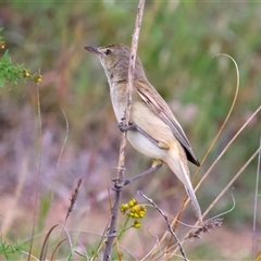 Acrocephalus australis at Googong, NSW - 14 Nov 2025 by jb2602