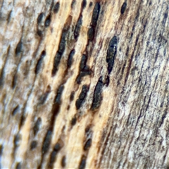 zzz puzzles on wood at Kaleen, ACT - 14 Nov 2025 by Hejor1