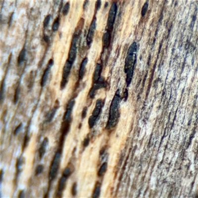 zzz puzzles on wood at Kaleen, ACT - 14 Nov 2025 by Hejor1