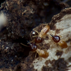 Nasutitermes (genus) (Snouted termite, Gluegun termite) at Kaleen, ACT - 14 Nov 2025 by Hejor1