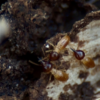 Nasutitermes (genus) (Snouted termite, Gluegun termite) at Kaleen, ACT - 14 Nov 2025 by Hejor1
